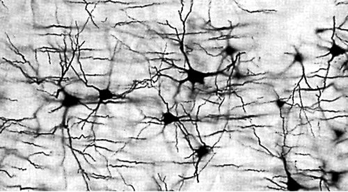 neural_networks234