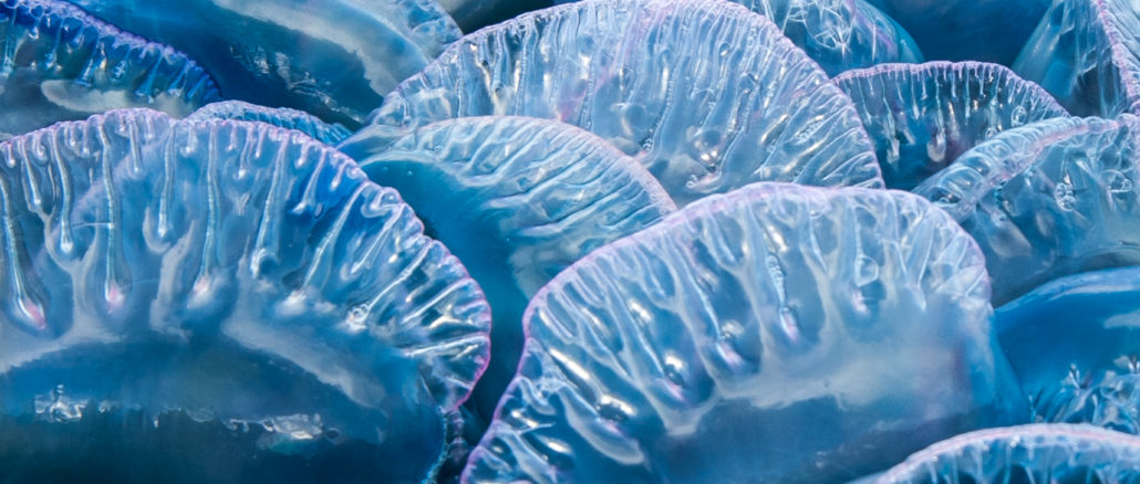 ab_man-o-war-jellyfish-physalia
