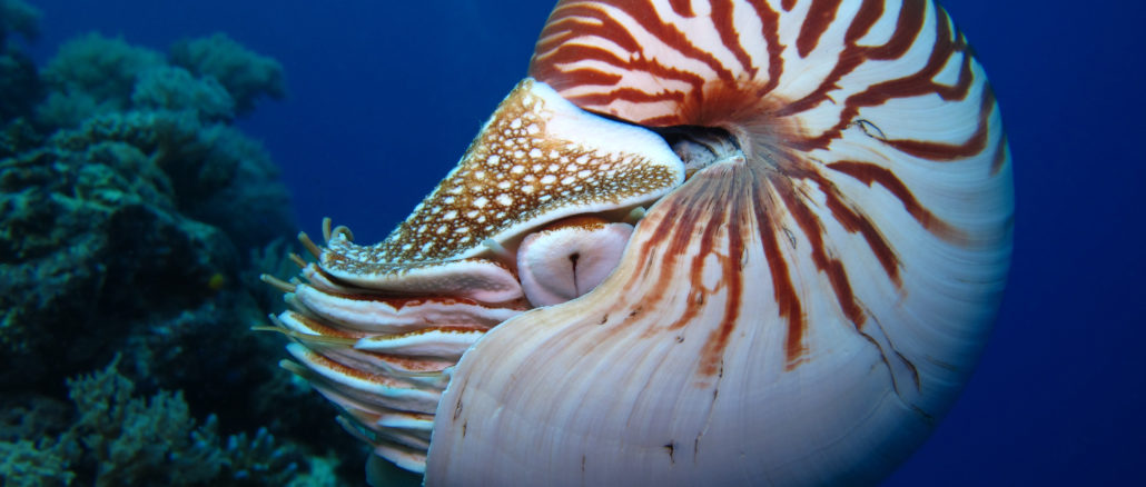 ab_nautilus-cephalapod