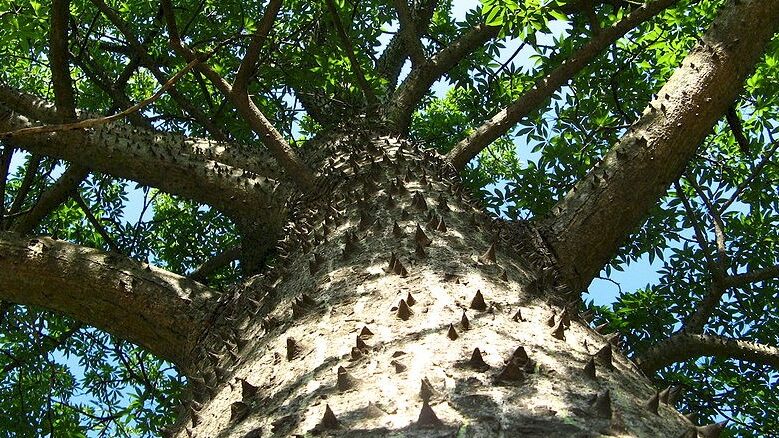 aws-ceiba-tree-logo
