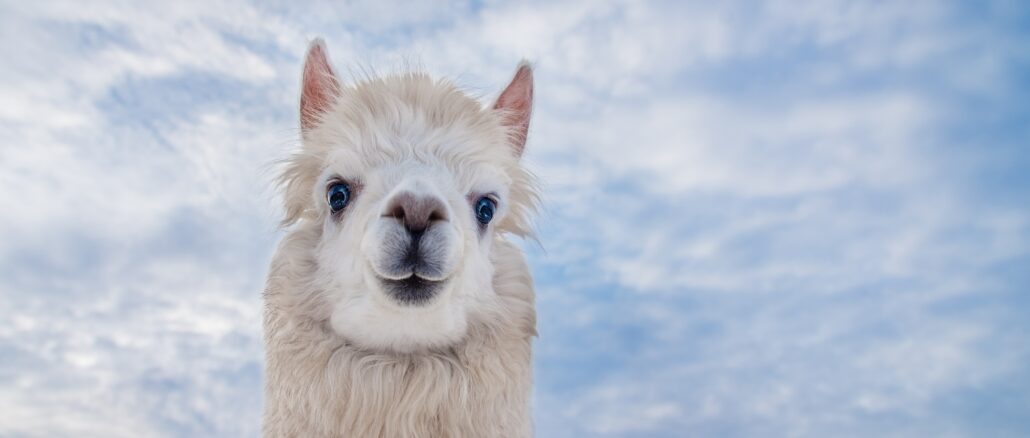 Portrait,Of,Cute,White,Alpaca,On,The,Background,Of,Blue